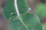 Clasping milkweed